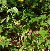 jestřábník hladký <i>(Hieracium laevigatum)</i> / Habitus