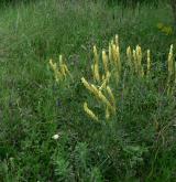 kozinec drsný <i>(Astragalus asper)</i> / Habitus