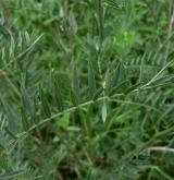 kozinec drsný <i>(Astragalus asper)</i>