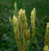 kozinec drsný <i>(Astragalus asper)</i> / Květ/Květenství