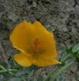 rohatec žlutý <i>(Glaucium flavum)</i> / Květ/Květenství