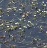 Vegetace vodních rostlin v mělkých, krátkodobě vysychajících vodách <i>(Ranunculion aquatilis)</i>