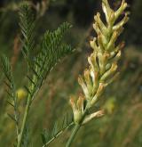 kozinec drsný <i>(Astragalus asper)</i> / Květ/Květenství