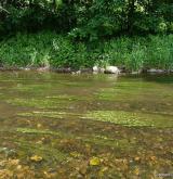 Vegetace vodních rostlin v mělkých, krátkodobě vysychajících vodách <i>(Ranunculion aquatilis)</i> / Porost
