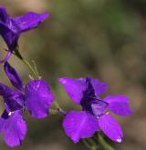 ostrožka východní <i>(Consolida orientalis)</i> / Květ/Květenství