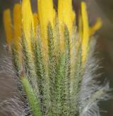 jestřábník alpský <i>(Hieracium alpinum)</i> / Květ/Květenství