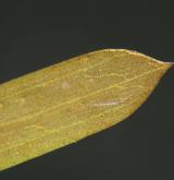 rdest ostrolistý <i>(Potamogeton acutifolius)</i> / List