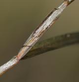 rdest ostrolistý <i>(Potamogeton acutifolius)</i> / List