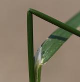 lipnice bahenní <i>(Poa palustris)</i> / List