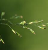 lipnice bahenní <i>(Poa palustris)</i> / Květ/Květenství