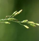 lipnice bahenní <i>(Poa palustris)</i> / Květ/Květenství