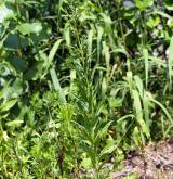 trýzel malokvětý <i>(Erysimum cheiranthoides)</i> / Habitus