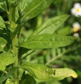 trýzel malokvětý <i>(Erysimum cheiranthoides)</i> / List