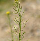 trýzel malokvětý <i>(Erysimum cheiranthoides)</i> / Plod