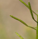 trýzel malokvětý <i>(Erysimum cheiranthoides)</i> / Plod