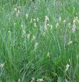 ostřice křivoklasá <i>(Carex curvata)</i> / Porost