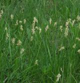 ostřice křivoklasá <i>(Carex curvata)</i> / Porost