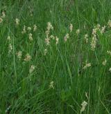 ostřice křivoklasá <i>(Carex curvata)</i> / Porost