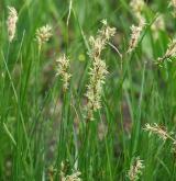 ostřice křivoklasá <i>(Carex curvata)</i> / Květ/Květenství