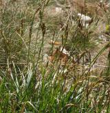 ostřice tlapkatá <i>(Carex pediformis)</i> / Habitus