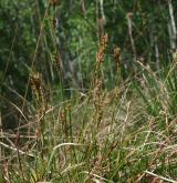 ostřice tlapkatá <i>(Carex pediformis)</i> / Habitus