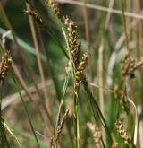 ostřice tlapkatá <i>(Carex pediformis)</i> / Květ/Květenství