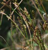 ostřice tlapkatá <i>(Carex pediformis)</i> / Květ/Květenství