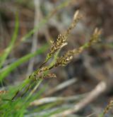 ostřice tlapkatá <i>(Carex pediformis)</i> / Květ/Květenství