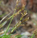 ostřice tlapkatá <i>(Carex pediformis)</i> / Květ/Květenství