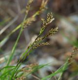 ostřice tlapkatá <i>(Carex pediformis)</i> / Květ/Květenství