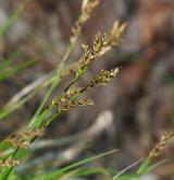 ostřice tlapkatá <i>(Carex pediformis)</i> / Květ/Květenství