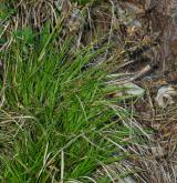 ostřice tlapkatá <i>(Carex pediformis)</i> / Habitus