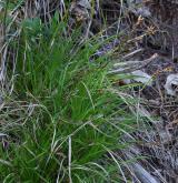 ostřice tlapkatá <i>(Carex pediformis)</i> / Habitus