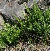 sleziník hadcový <i>(Asplenium cuneifolium)</i> / Habitus