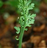 vratička heřmánkolistá <i>(Botrychium matricariifolium)</i> / Habitus