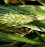 ostřice ječmenovitá <i>(Carex hordeistichos)</i> / Květ/Květenství