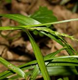 ostřice hubená <i>(Carex strigosa)</i> / Habitus