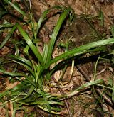 ostřice hubená <i>(Carex strigosa)</i> / Habitus