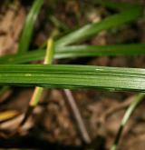 ostřice hubená <i>(Carex strigosa)</i> / List