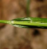 ostřice hubená <i>(Carex strigosa)</i> / List