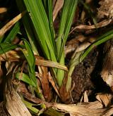 ostřice hubená <i>(Carex strigosa)</i> / Ostatní