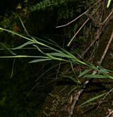 hvozdík kartouzek <i>(Dianthus carthusianorum)</i>