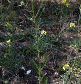 trýzel Andrzejowského <i>(Erysimum andrzejowskianum)</i> / Habitus