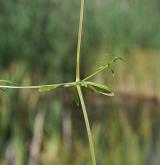 svízel prodloužený <i>(Galium elongatum)</i> / Stonek