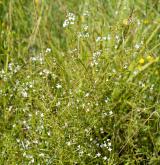 svízel bahenní <i>(Galium palustre)</i> / Habitus