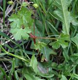 kakost lesklý <i>(Geranium lucidum)</i> / Habitus