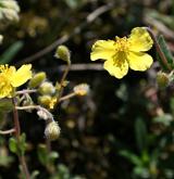 devaterník skalní <i>(Helianthemum rupifragum)</i> / Habitus