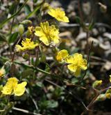 devaterník skalní <i>(Helianthemum rupifragum)</i> / Habitus