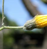 jestřábník dvouvidličný <i>(Hieracium bifidum)</i> / Květ/Květenství