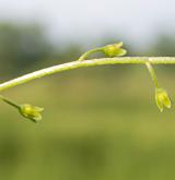 pomněnka trsnatá <i>(Myosotis caespitosa)</i> / Květ/Květenství